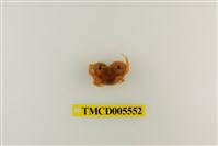 藏品(粗糙酋婦蟹)的圖片